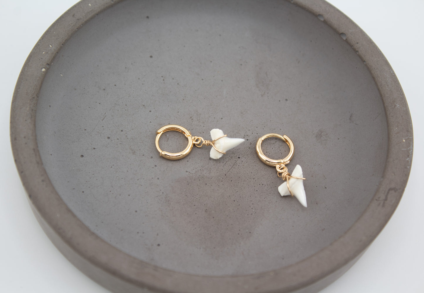 Real Shark Tooth Gold huggie earrings