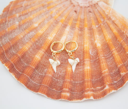 Real Shark Tooth Gold huggie earrings
